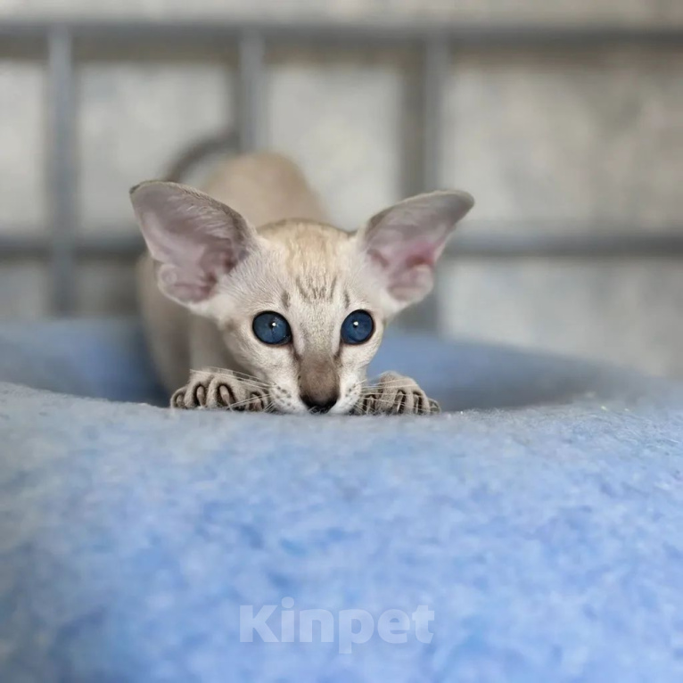 Кошки в Рязани: Ориентальные котята Девочка, 90 000 руб. - фото 1