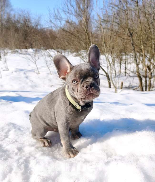 Собаки в других городах Московской области: Лиловый щенок Мальчик, 95 000 руб. - фото 3