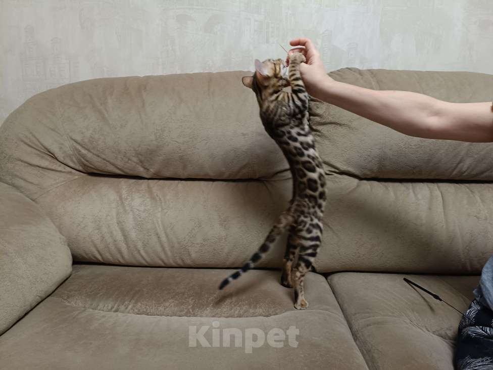 Кошки в Москве: Великолепный котенок ищет новый дом. Девочка, 30 000 руб. - фото 3