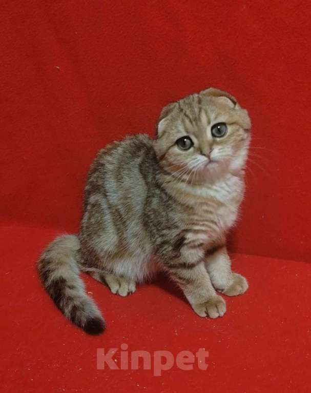 Кошки в Москве: Золотая мраморная кошечка Девочка, 10 000 руб. - фото 5