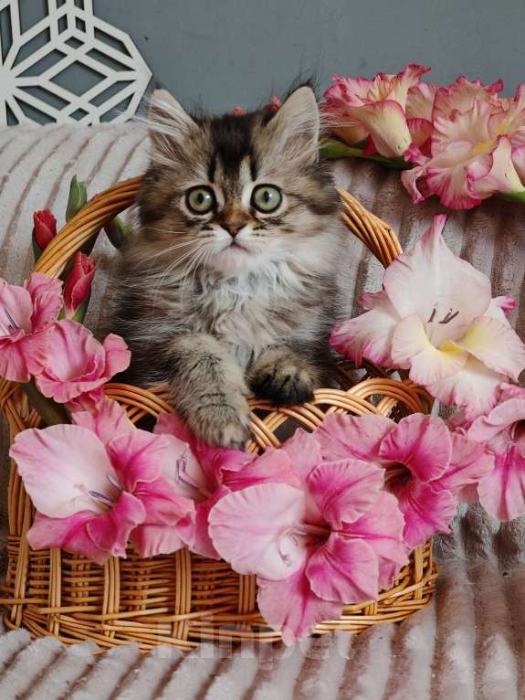 Кошки в Москве: Породистые шотландские котята Девочка, 65 000 руб. - фото 5