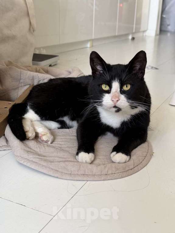 Кошки в Москве: Альпинист- кот оптимиста Мальчик, Бесплатно - фото 7