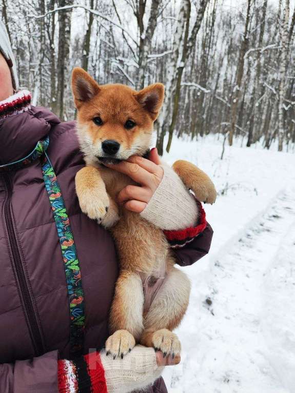 Собаки в Пензе: Сиба ину щенок верный компаньон Мальчик, Бесплатно - фото 6