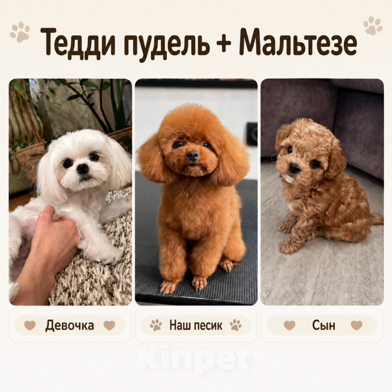 Собаки в Новосибирске: Король Пышка ищет свою королеву Мальчик, 15 000 руб. - фото 9