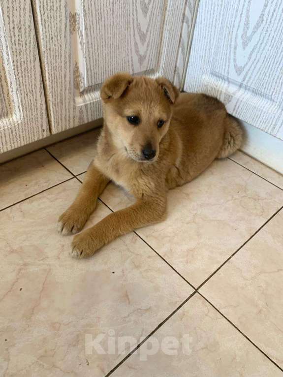 Собаки в Санкт-Петербурге: Скромный щенок в футболочке ищет дом Девочка, Бесплатно - фото 4