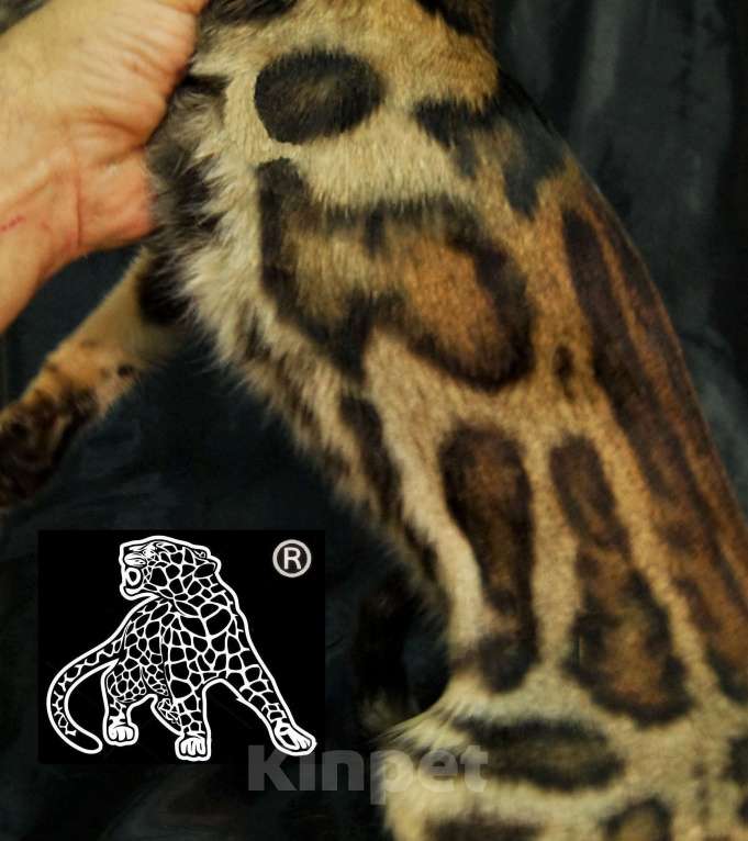 Кошки в Хабаровске: Бенгальский котенок. Профессиональный Питомник. Девочка, Бесплатно - фото 8