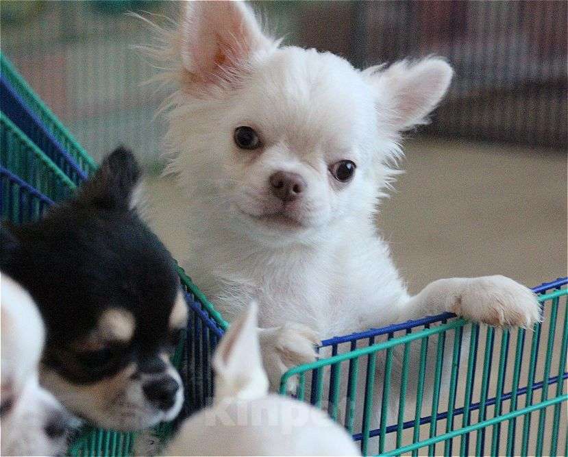 Собаки в Москве: подрощенный мальчик светлого окраса Мальчик, 20 000 руб. - фото 2