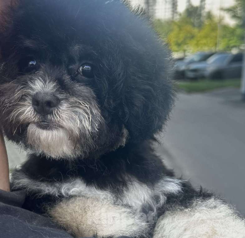 Собаки в Москве: Мальтипу f1 мини Девочка, 80 000 руб. - фото 4