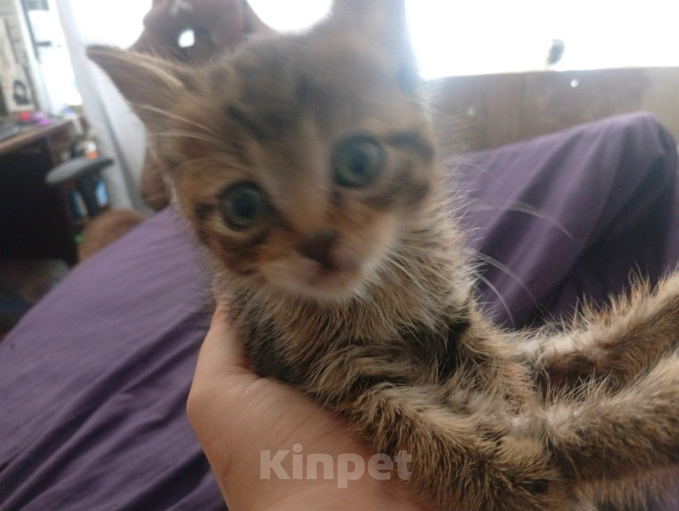 Кошки в Липецке: Маленький котенок ищет дом Мальчик, Бесплатно - фото 1