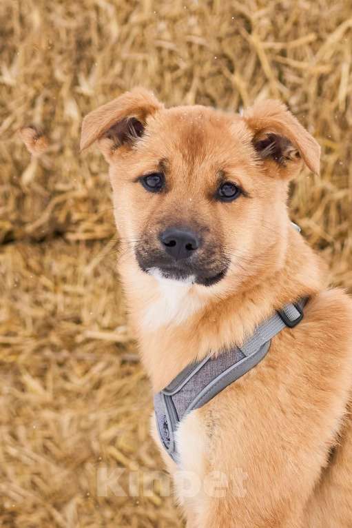 Собаки в Москве: Адель ждет семью в приюте Девочка, Бесплатно - фото 3