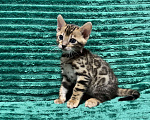 Кошки в Москве: Бенгальские котята Девочка, 25 000 руб. - фото 3