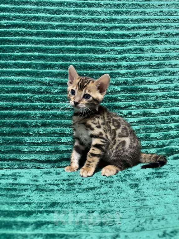 Кошки в Москве: Бенгальские котята Девочка, 25 000 руб. - фото 3