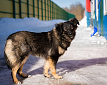 Собаки в Москве: Девочка, 1 год в добрые руки Девочка, Бесплатно - фото 7