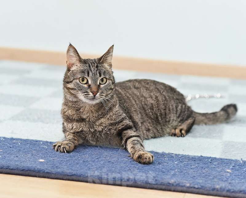 Кошки в Москве: Ласковая полосатая кошка Ириска с кистями на ушах ищет дом Девочка, Бесплатно - фото 5