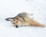 Собаки в Электростали: Удивительный пёс Чингиз в поиске дома Мальчик, Бесплатно - фото 3