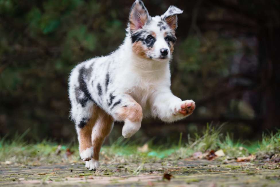 Собаки в Звенигороде: Австралийская овчарка (аусси) Мальчик, 90 000 руб. - фото 3