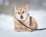 Собаки в Москве: Верной, преданной собаке Мяте очень нужен свой родной человек, она ждет и надеется на встречу! Девочка, Бесплатно - фото 2