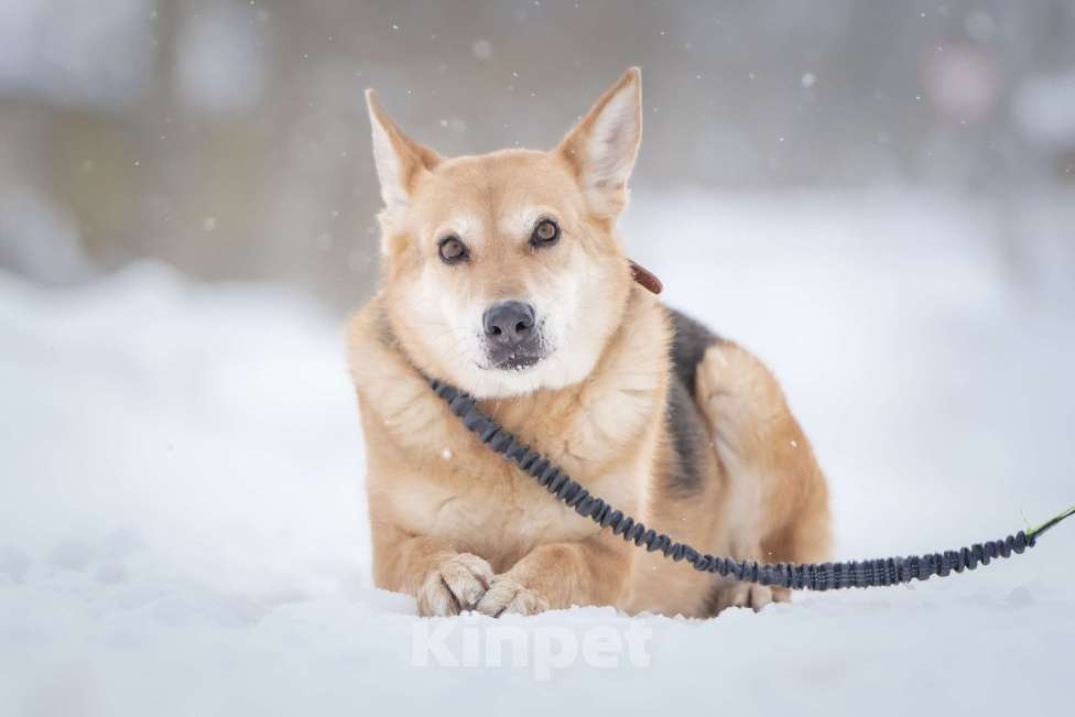 Собаки в Москве: Верной, преданной собаке Мяте очень нужен свой родной человек, она ждет и надеется на встречу! Девочка, Бесплатно - фото 2