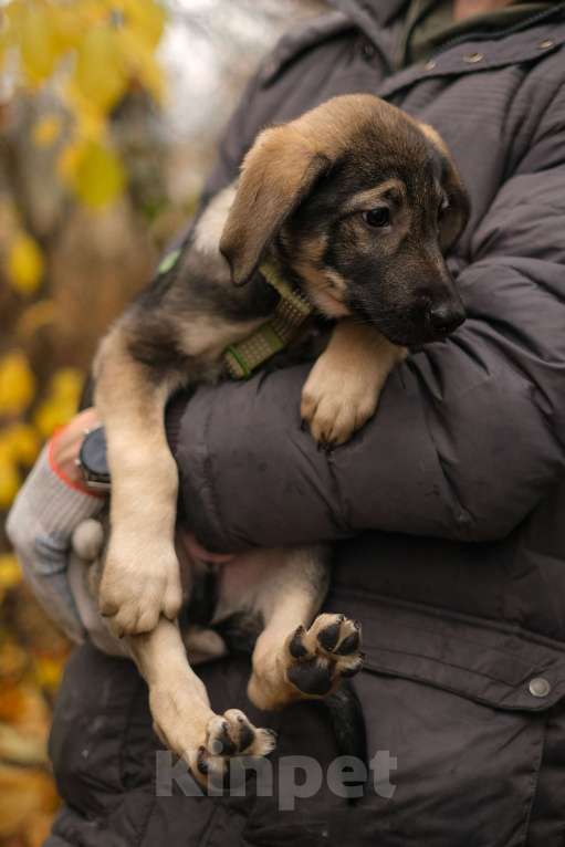 Собаки в Санкт-Петербурге: Мальчик 2 Мальчик, Бесплатно - фото 3