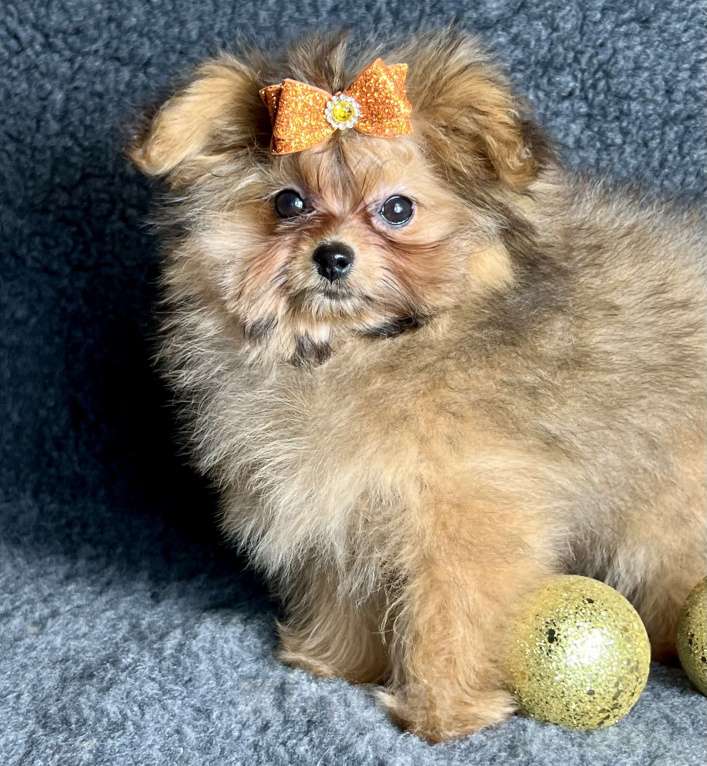 Собаки в Москве: Помапу девочка соболиная Девочка, 45 000 руб. - фото 3