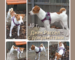Собаки в других городах Воронежской области: Джек Рассел терьер с документами Мальчик, 10 000 руб. - фото 2