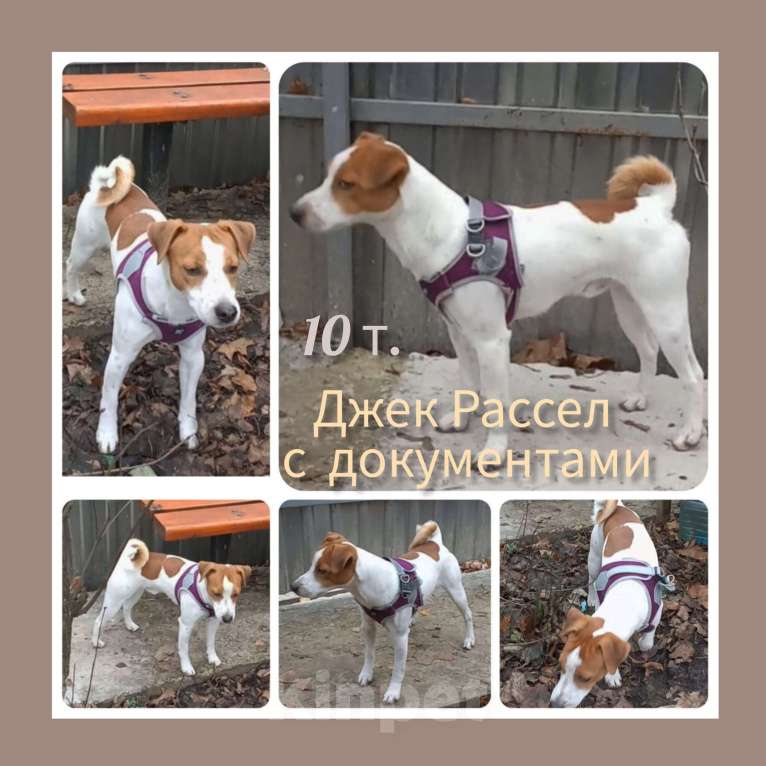 Собаки в других городах Воронежской области: Джек Рассел терьер с документами Мальчик, 10 000 руб. - фото 2