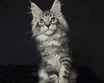 Кошки в Москве: Мейн-кун котенок Мальчик, Бесплатно - фото 3