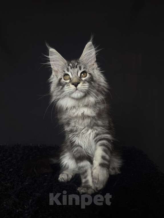 Кошки в Москве: Мейн-кун котенок Мальчик, Бесплатно - фото 3