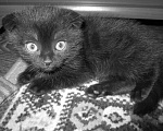 Кошки в Челябинске: шотландцы вислоухие Мальчик, 2 000 руб. - фото 1
