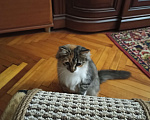 Кошки в Москве: Котенок,  4,5 месяца Девочка, Бесплатно - фото 4
