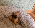Собаки в Воронеже: Щенки чихуахуа Мальчик, 15 000 руб. - фото 2