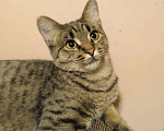 Кошки в Туле: Очаровательный котик Василий, Бесплатно - фото 2