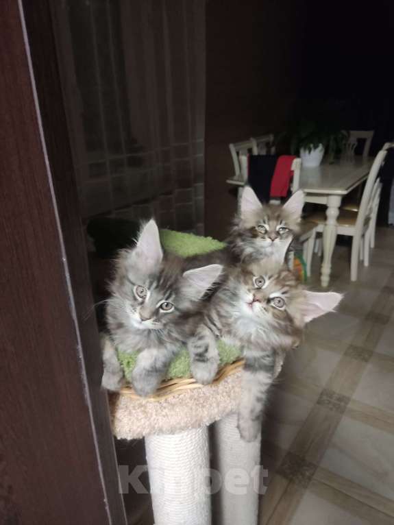 Кошки в других городах Московской области: Котята Мальчик, 35 000 руб. - фото 4