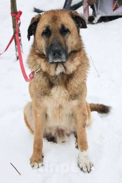 Собаки в Раменском: Парень Салли ищет дом Мальчик, Бесплатно - фото 3