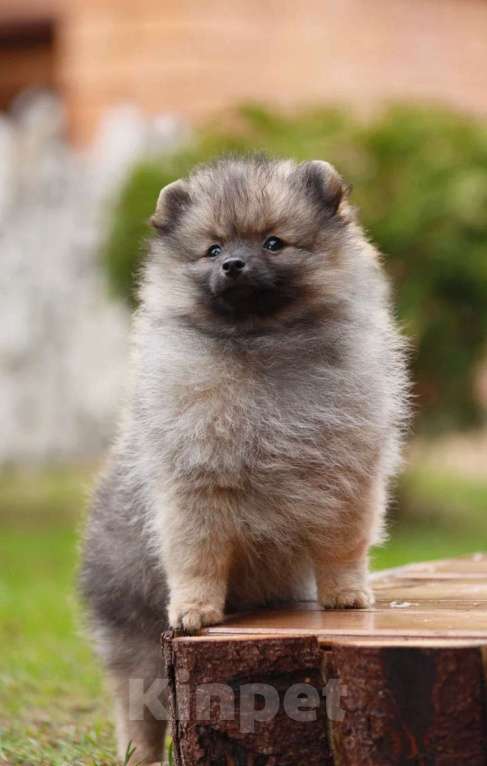 Собаки в Москве: Щенки немецкого миниатюрного  шпица Мальчик, 30 000 руб. - фото 9