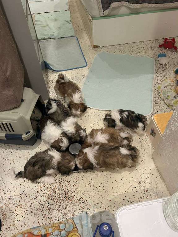 Собаки в Задонске: 110925 Мальчик, 50 000 руб. - фото 1