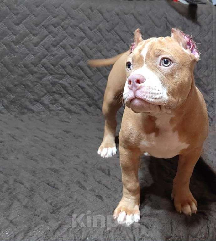 Собаки в Оренбурге: Американский булли в типе покет Девочка, 65 000 руб. - фото 1