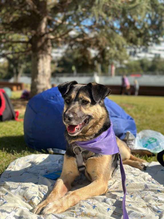 Собаки в Москве: -Москва, услышьте зов Персея!  Мальчик, 1 руб. - фото 2