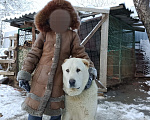 Собаки в других городах Краснодарского края: Алабай (САО)  Мальчик, Бесплатно - фото 5