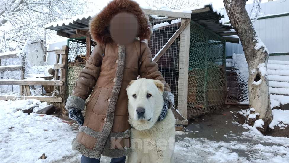 Собаки в других городах Краснодарского края: Алабай (САО)  Мальчик, Бесплатно - фото 5