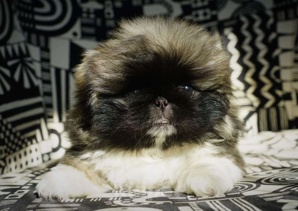 Собаки в Калининграде: Щенки пекинеса с родословной Мальчик, 30 000 руб. - фото 3