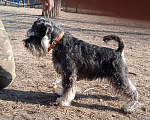 Собаки в Таганроге: Цвергшнауцер вязка окрас чёрный с серебром Мальчик, 15 руб. - фото 2