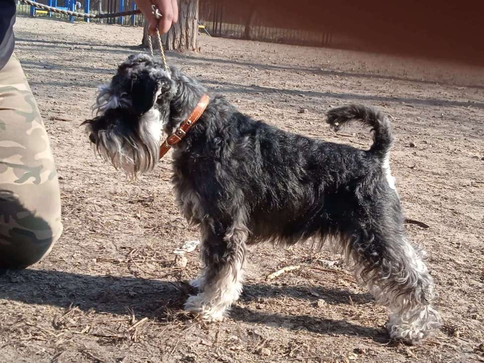 Собаки в Таганроге: Цвергшнауцер вязка окрас чёрный с серебром Мальчик, 15 руб. - фото 2