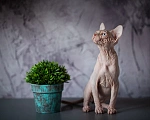 Кошки в Москве: Купить котенка Канадский сфинкс. ЗаМурчательные морщинки. Мальчик, Бесплатно - фото 9