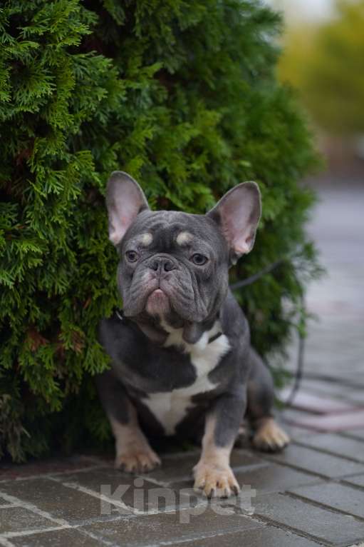 Собаки в Москве: Французские бульдоги кобели и суки Мальчик, Бесплатно - фото 4