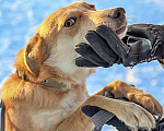 Собаки в Саратове: Море обаяния, молодой песик Рыжик в добрые руки Мальчик, 10 руб. - фото 5