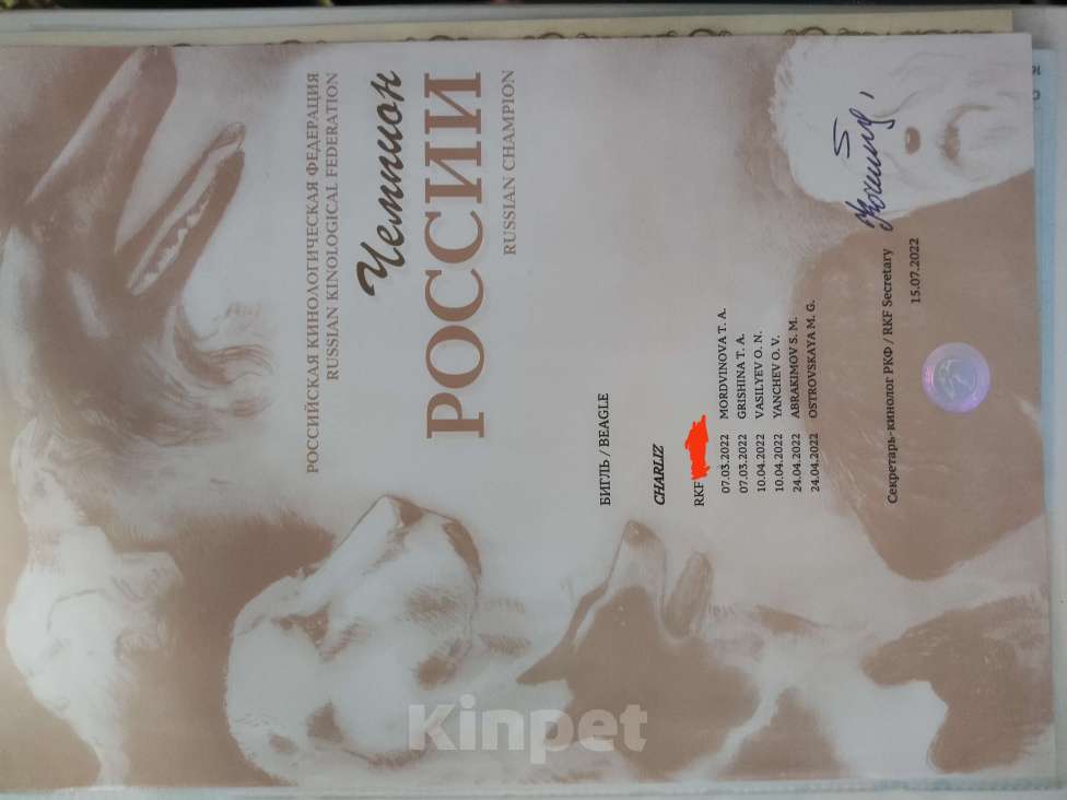 Собаки в Балашихе: Дана Девочка, 30 000 руб. - фото 8