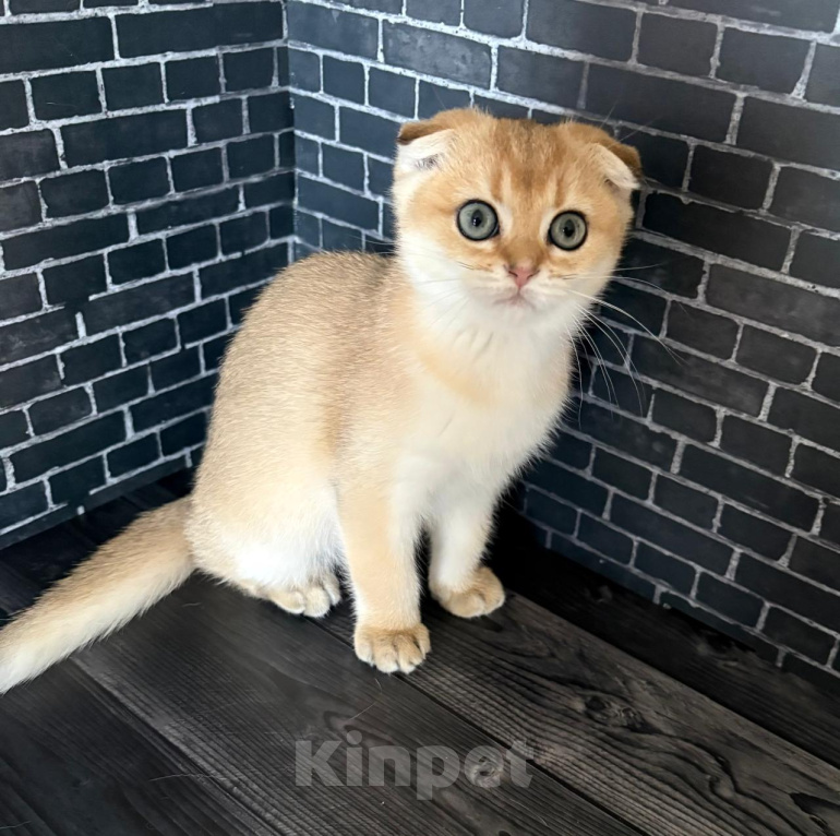 Кошки в Москве: Кошечка скоттиш фолд золотого окраса Девочка, 20 000 руб. - фото 2
