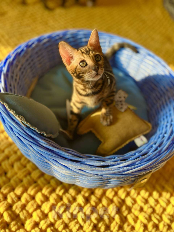 Кошки в Самаре: Бенгальская девочка Veritay Bonita Девочка, 60 000 руб. - фото 1