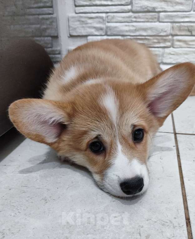 Собаки в Воронеже: Девочка 2,5 мес Девочка, Бесплатно - фото 3